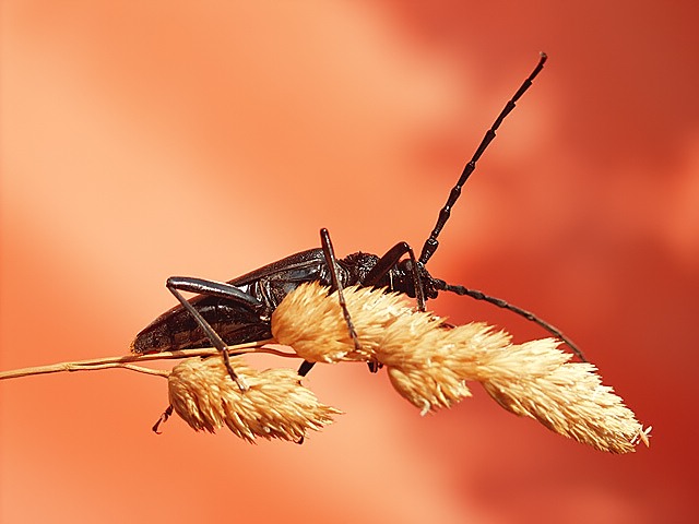 photo "Devil From Hell" tags: macro and close-up, nature, insect