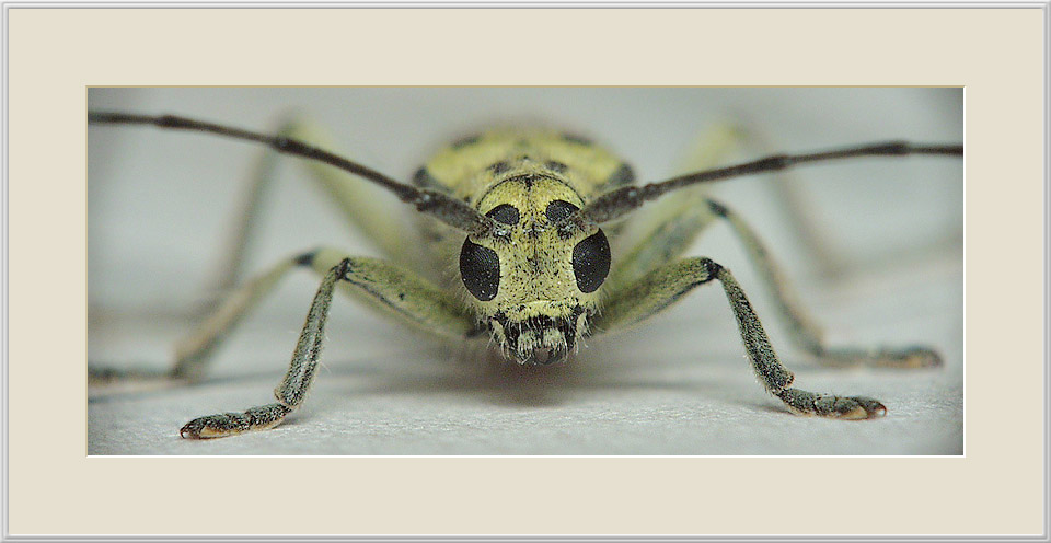 photo "^O^" tags: macro and close-up, nature, insect