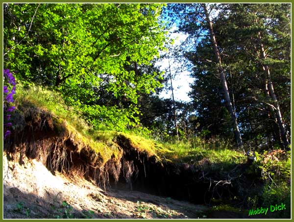 photo "sunny nook" tags: landscape, forest, mountains