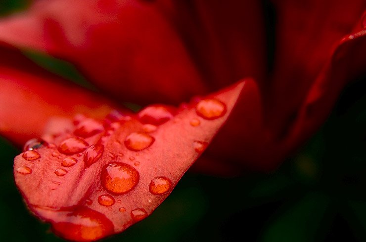 photo "Tongue" tags: macro and close-up, nature, flowers