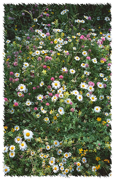фото "Цветы полевые... (1)" метки: природа, пейзаж, лето, цветы
