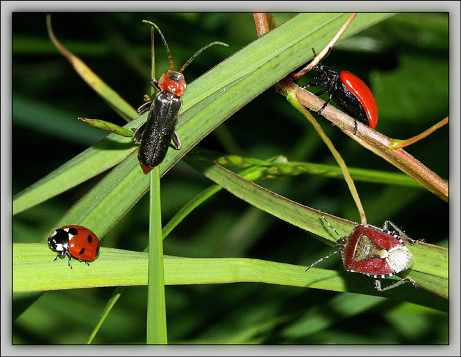 photo "Traffic :)))" tags: nature, macro and close-up, insect