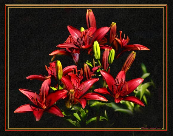 photo "Red Lilies" tags: nature, flowers