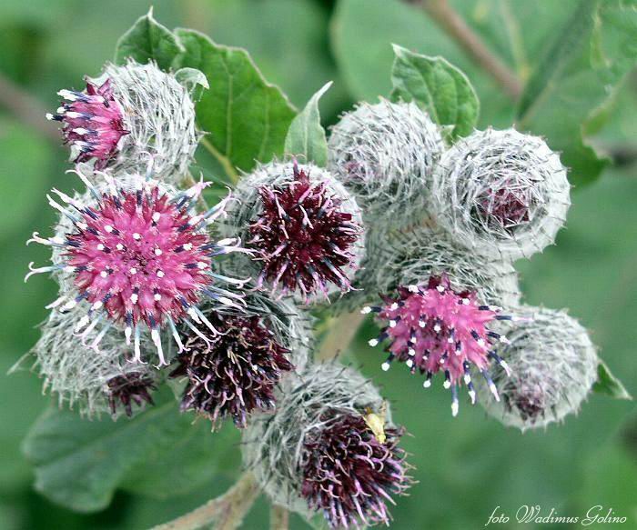 photo "Simple burdock." tags: nature, flowers