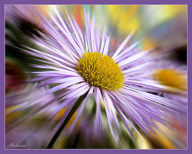 photo "Untitled photo" tags: nature, flowers