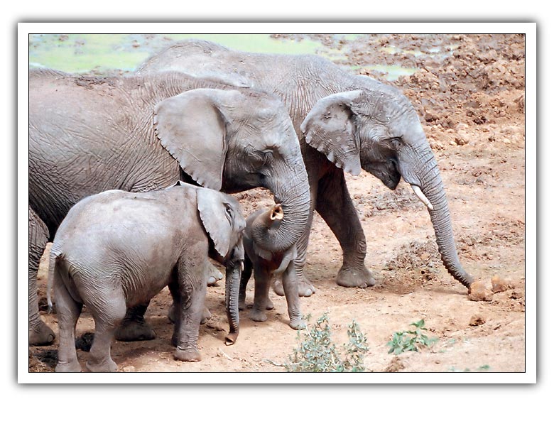 photo "Elephants" tags: nature, travel, Africa, wild animals