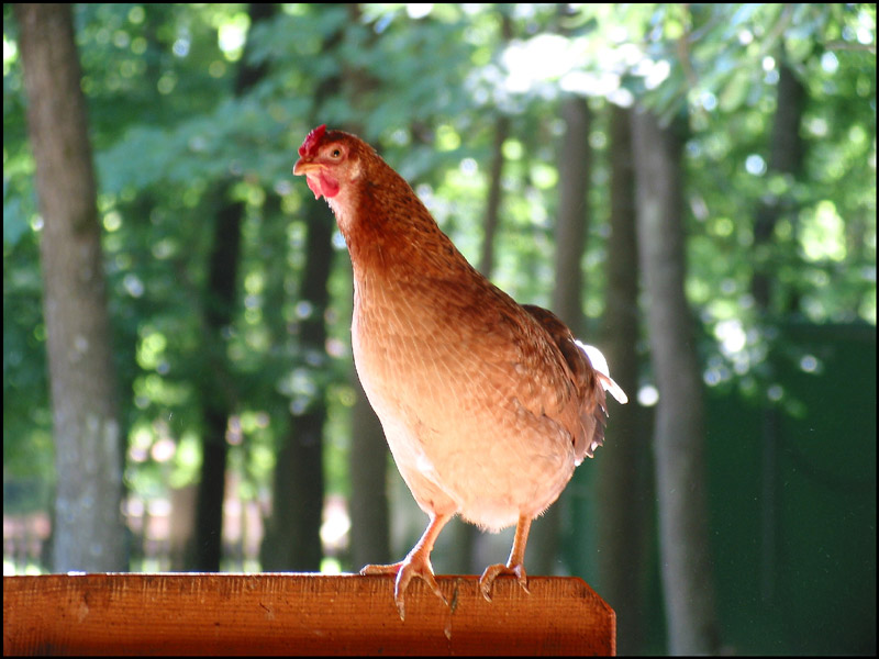 photo "Chicken." tags: montage, nature, pets/farm animals