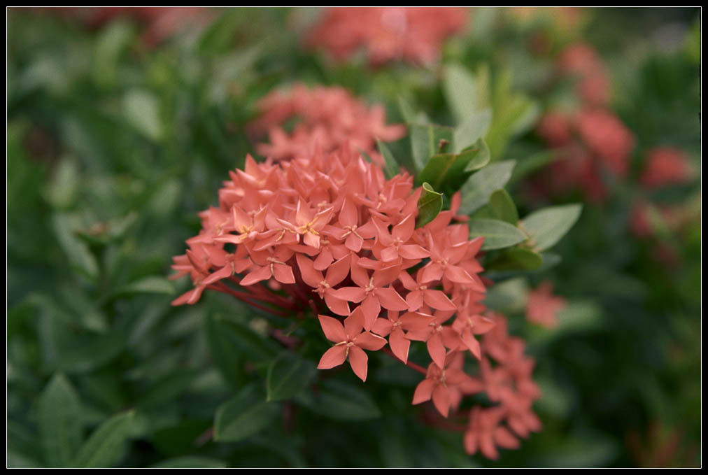 photo "pink" tags: nature, flowers