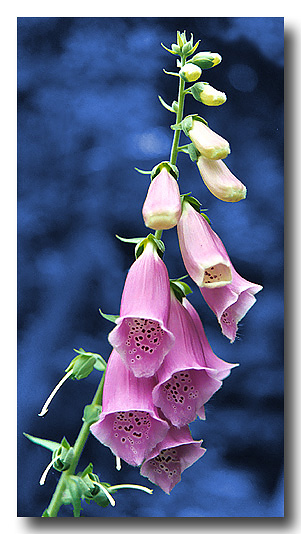 photo "Digital Digitalis" tags: nature, macro and close-up, flowers