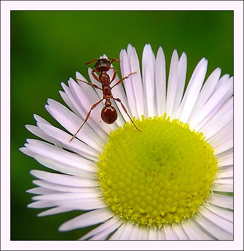 photo "Such big, and all mine!" tags: nature, macro and close-up, insect