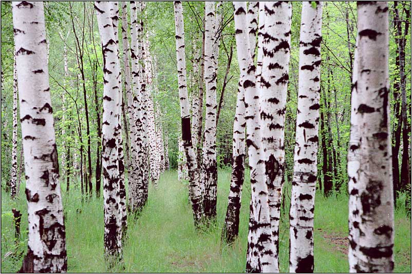 photo "Birch grove" tags: landscape, forest, summer