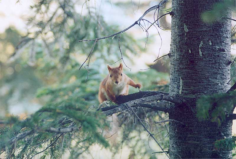photo "Squirrel" tags: nature, wild animals