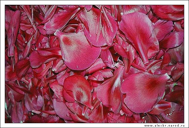 фото "Они были цветами" метки: природа, натюрморт, цветы