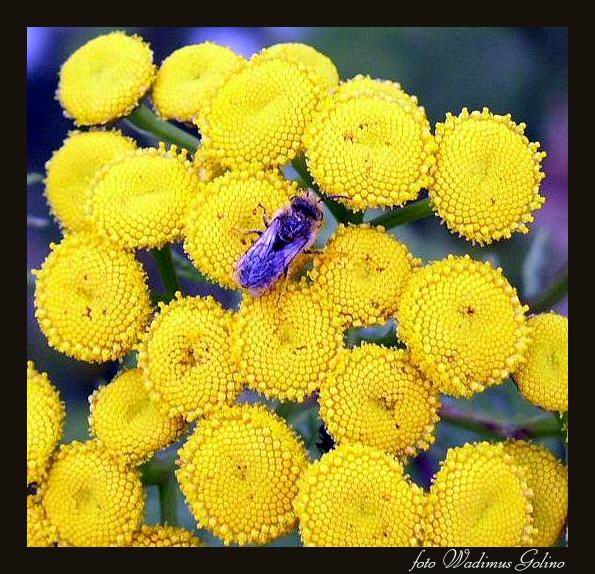 photo "Marsh florets." tags: nature, macro and close-up, flowers