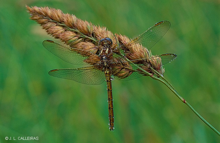 фото "Dragonfly" метки: природа, насекомое