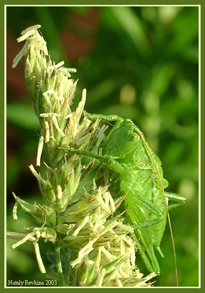 photo "Inhabitant of Boboshin meadow" tags: nature, macro and close-up, insect