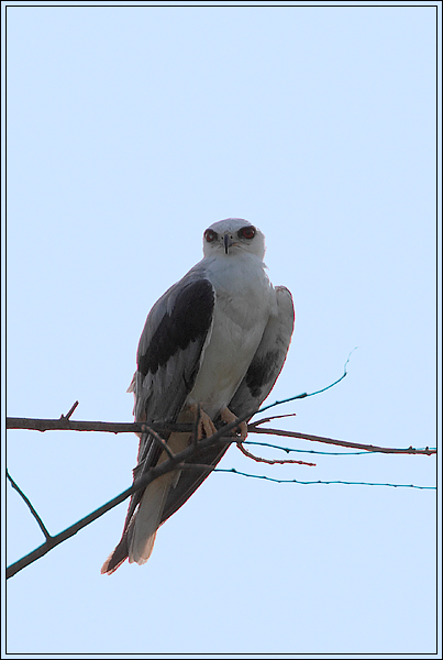 фото "White-tailed Kite" метки: природа, путешествия, Южная Америка, дикие животные