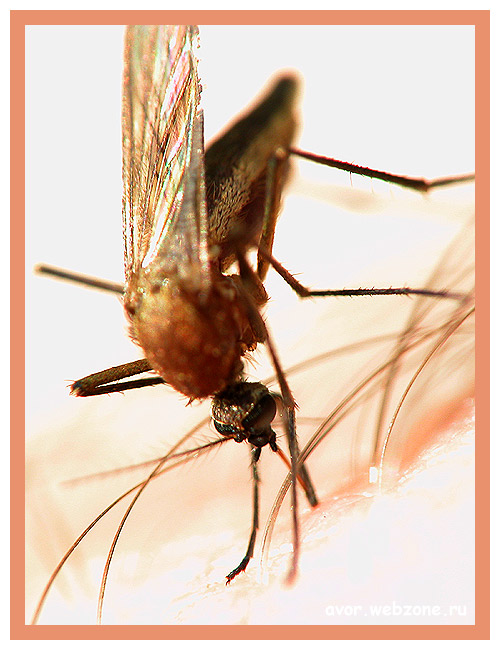 фото "Кровавая Мэри" метки: природа, макро и крупный план, насекомое