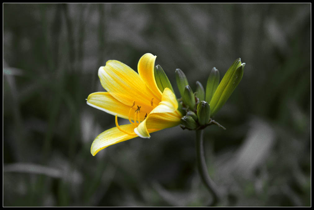 photo "flower_2" tags: nature, flowers