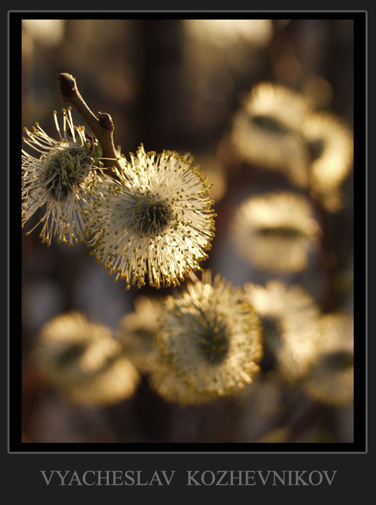 photo "Untitled photo" tags: nature, flowers