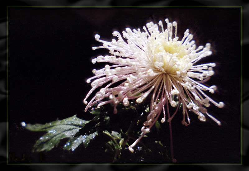 photo "So, it has dashed away, my sun" tags: nature, flowers