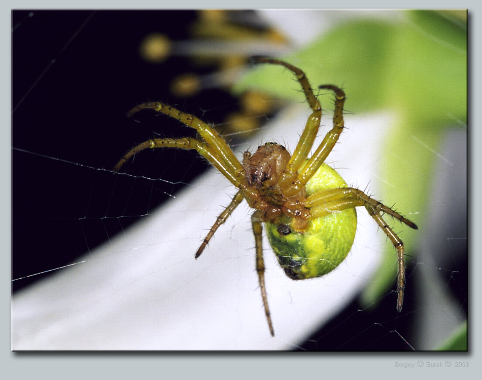 photo "Araniella cucurbitina" tags: nature, macro and close-up, insect