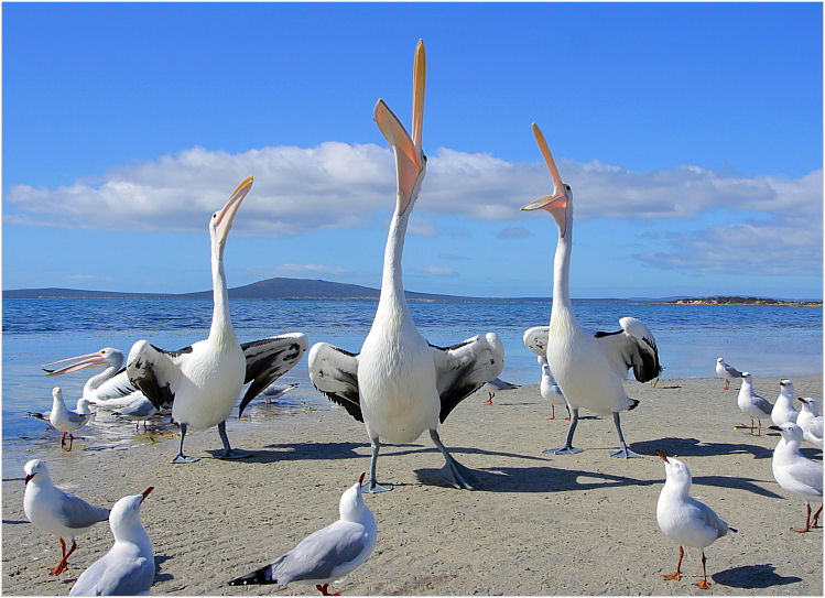 photo "Babe, Big Boy and Mr Percival sing!" tags: nature, travel, Australia, wild animals