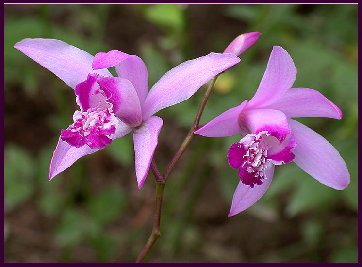 photo "2 + 1" tags: nature, flowers