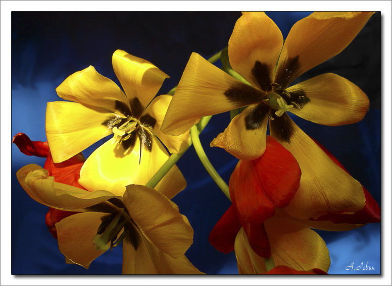 фото "Тюльпаны" метки: природа, цветы