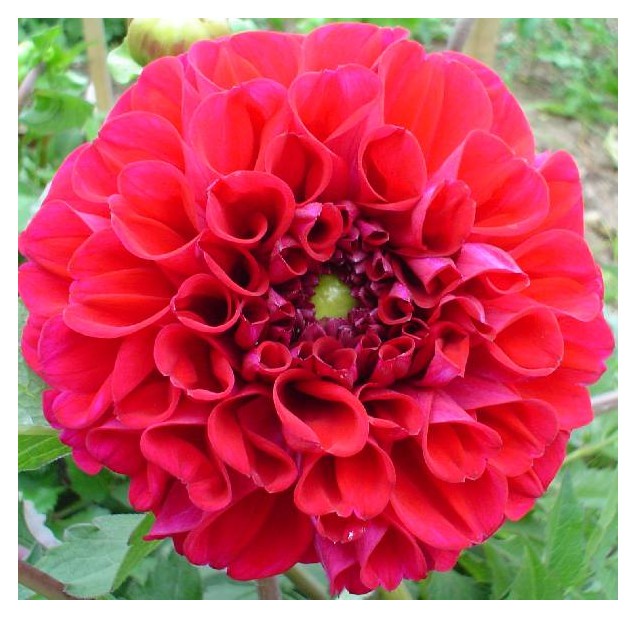 фото "Red Flower" метки: природа, цветы