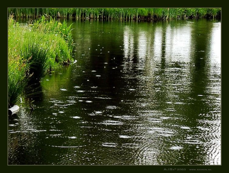 Став круги на воде. Анимашка зеленые круги на воде от дождя. Дождь круги на воде фото.