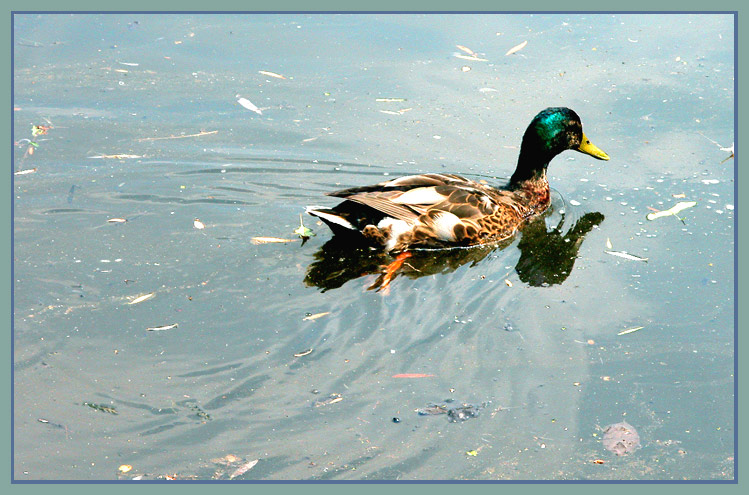 фото "A duck is a duck..." метки: разное, 