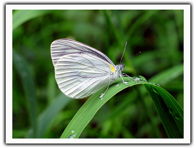 photo "Japanese Butterfly" tags: nature, insect