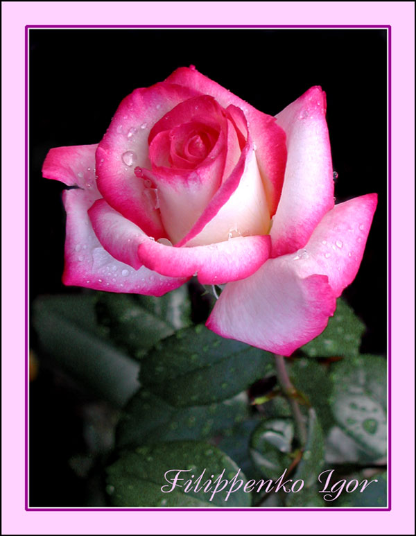 photo "rose" tags: nature, macro and close-up, flowers