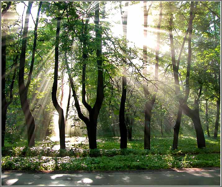 photo "Morning in Sokolniki" tags: landscape, forest, summer