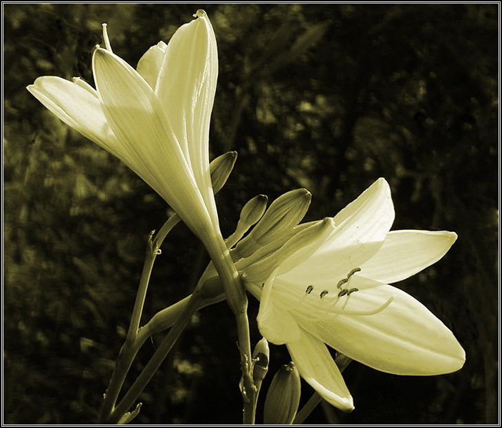photo "lily" tags: nature, flowers
