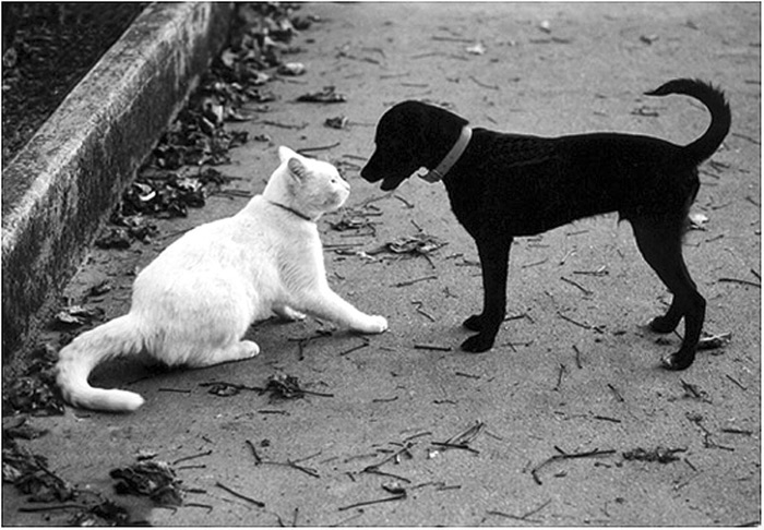 фото "Black and white" метки: природа, юмор, домашние животные