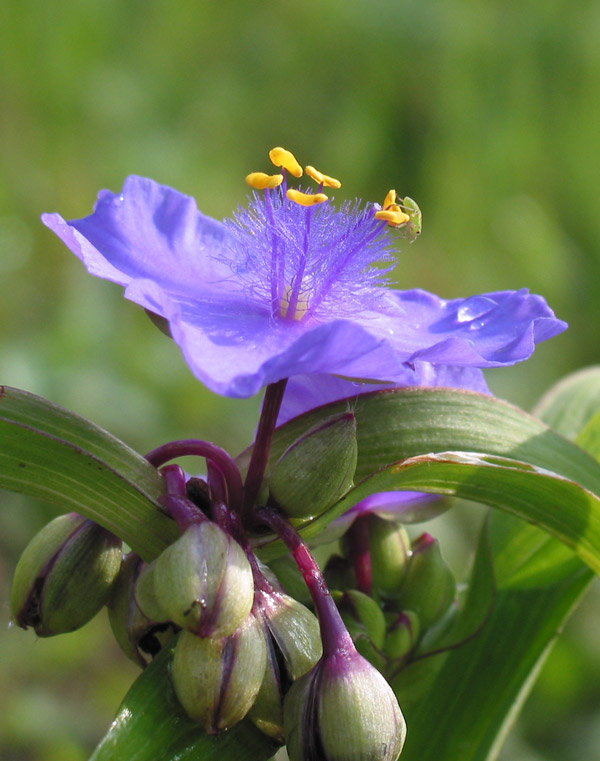 photo "Intriguing" tags: macro and close-up, genre, 