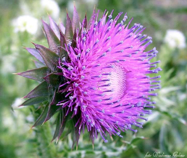 photo "The ordinary prickle,but is good,as a rose!" tags: nature, macro and close-up, flowers