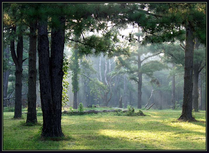 photo "Fallen Friends" tags: landscape, forest