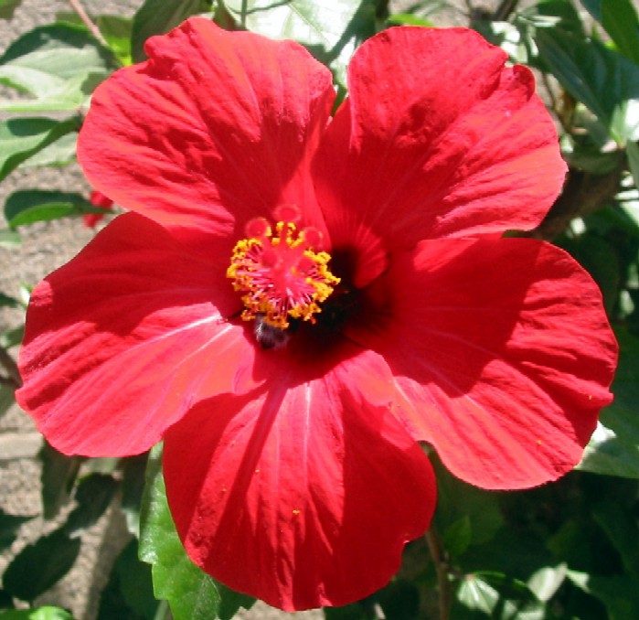photo "Red  flower" tags: nature, flowers