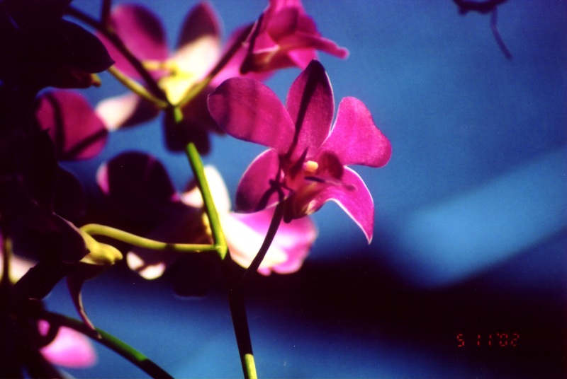 photo "Pink Orchids" tags: nature, flowers