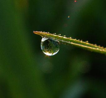 photo "***" tags: macro and close-up, 