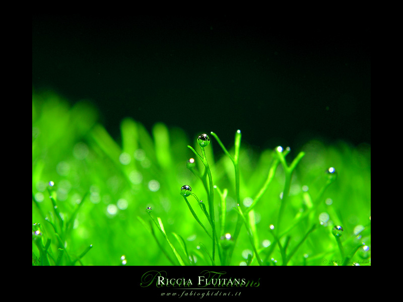 photo "Riccia Fluitans" tags: macro and close-up, nature, 