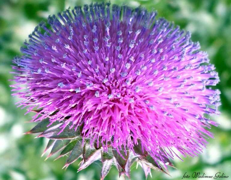 photo "Prickle - 2" tags: nature, macro and close-up, flowers