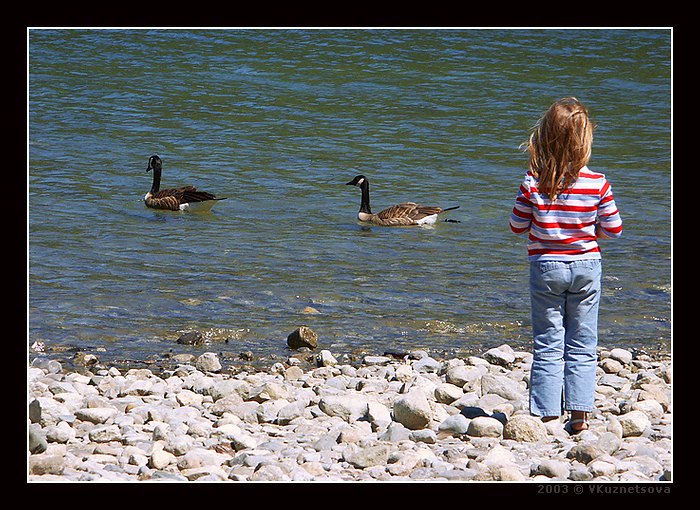 фото "Swimming away" метки: пейзаж, природа, вода, дикие животные