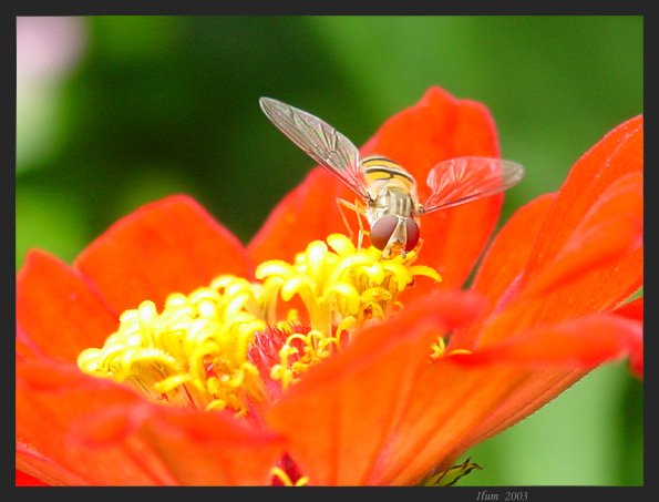 фото "LunchTime" метки: природа, насекомое
