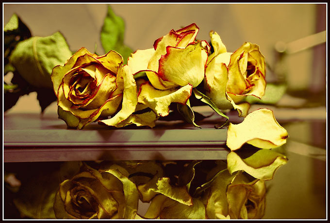photo "@@@-2" tags: nature, still life, flowers