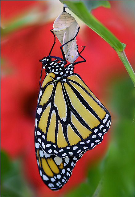 фото "The butterfly stage" метки: природа, насекомое