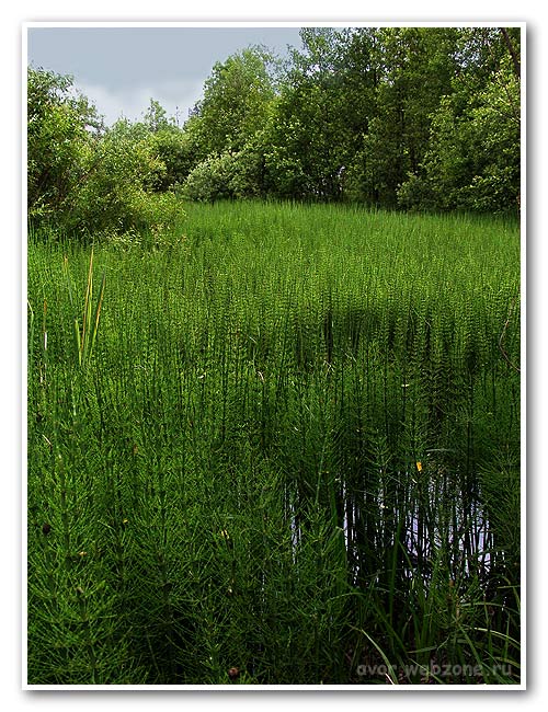 photo "Horsetail bog" tags: landscape, reporting, forest